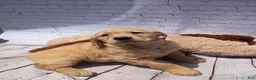 Golden Retriever dogs for sale: Lola - Ad 5