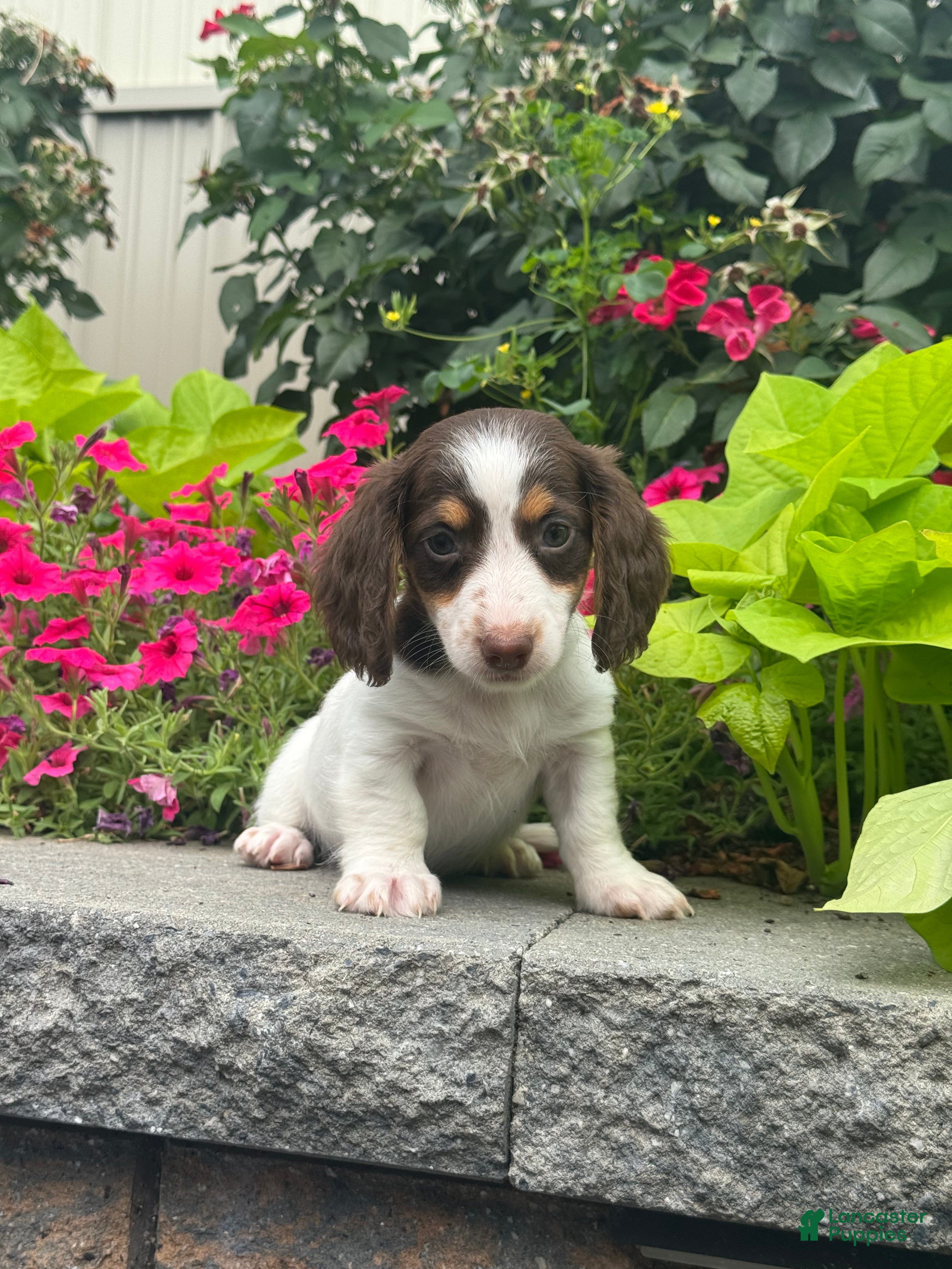 Miniature Dachshund dogs Dutch - Ad 16