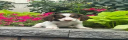 Miniature Dachshund dogs for sale: Dutch - Ad 1