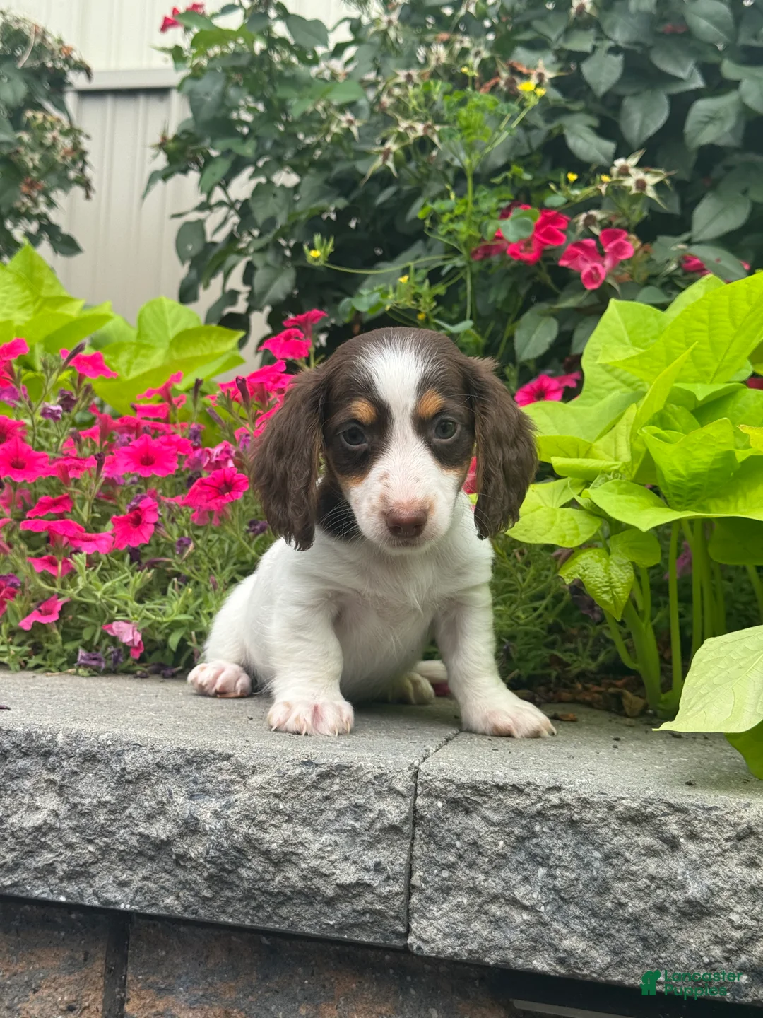 Miniature Dachshund dogs for sale: Dutch - Ad 1