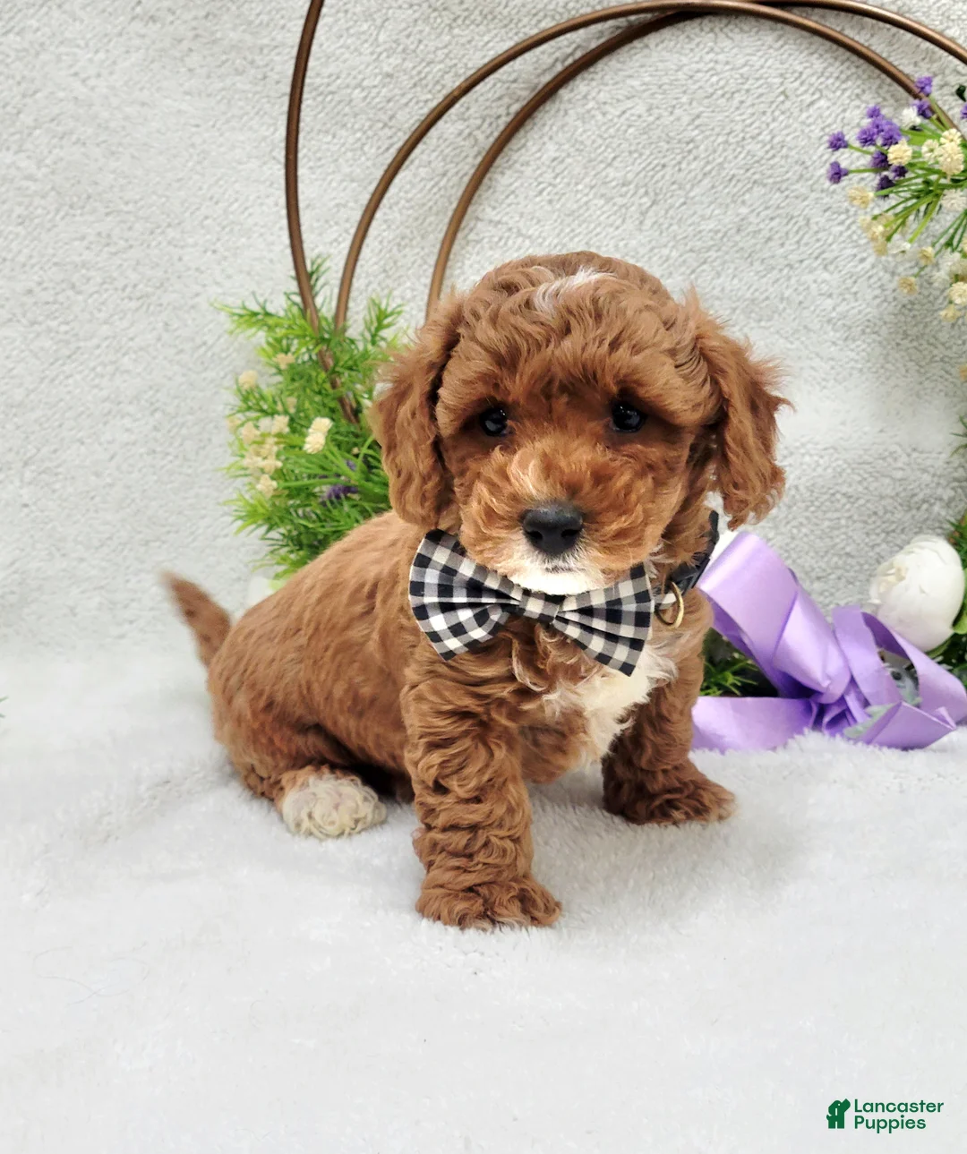 Maltipoo dogs for sale: Bentley  - Ad 3