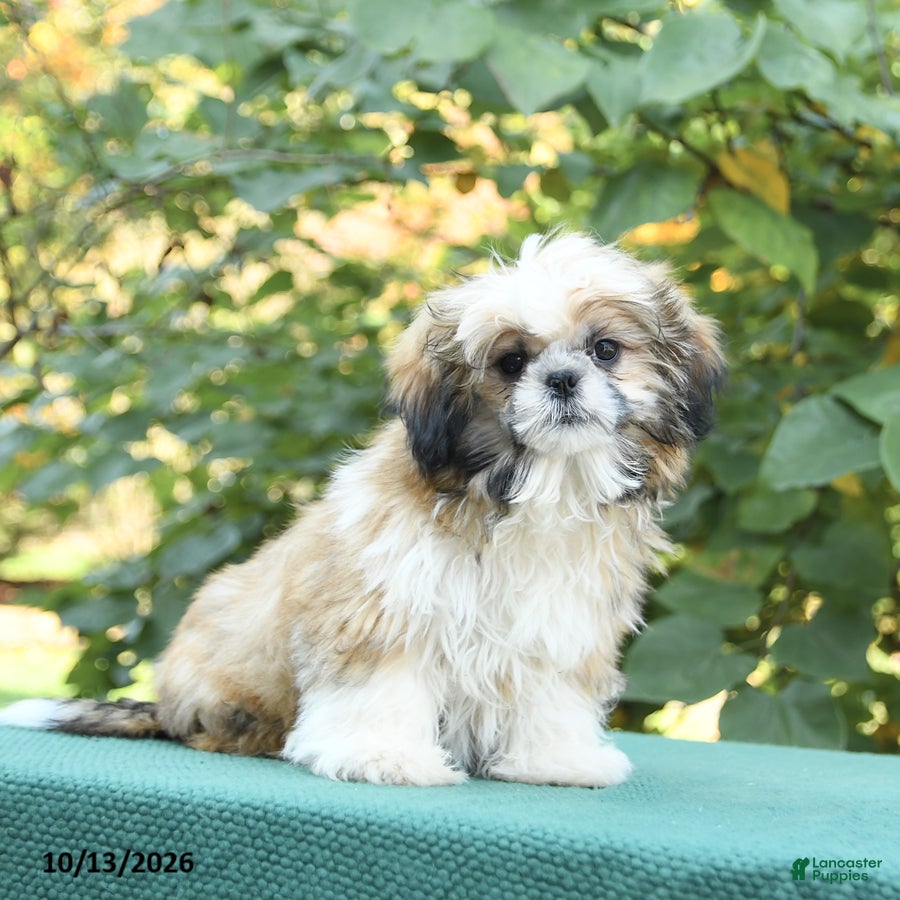 Shih Tzu dogs Barkley - Ad 1