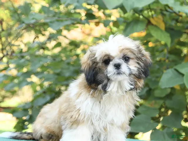 Shih Tzu dogs Barkley - Ad 1
