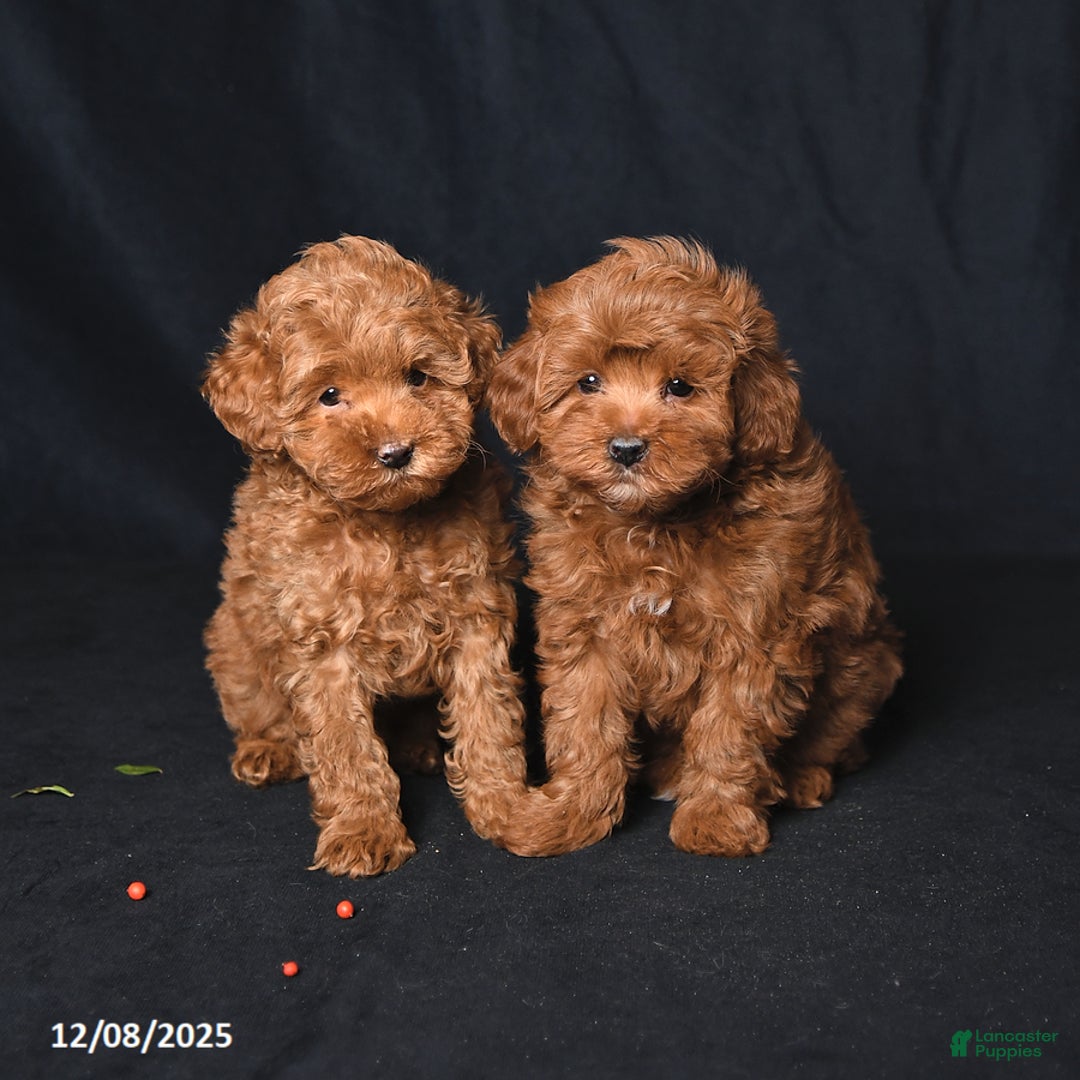 Whoodle dogs for sale: Friendly - Ad 5