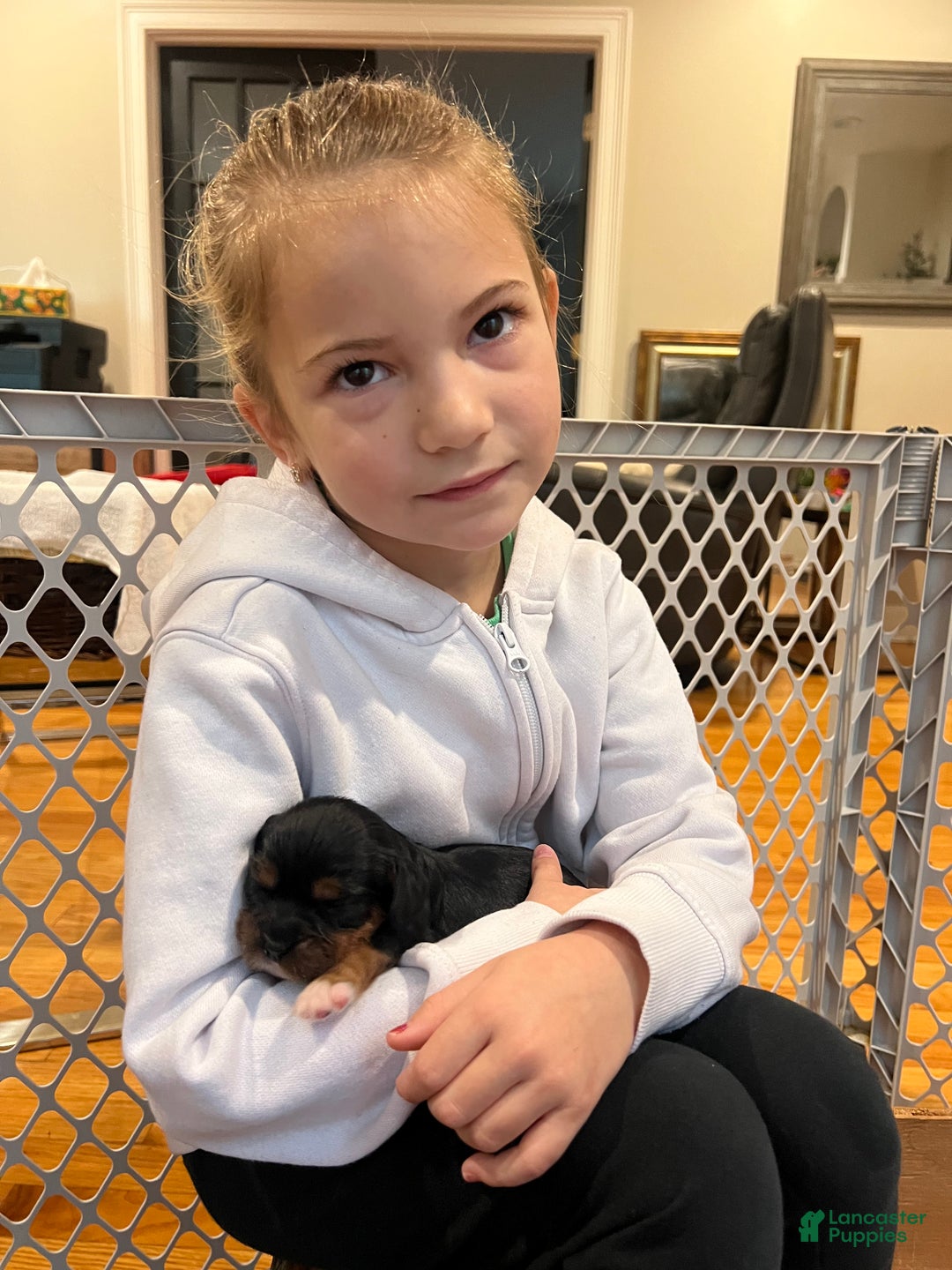 Cavalier King Charles Spaniel dogs for sale: Girl 1  - Ad 16