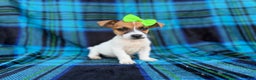 Jack Russell Terrier dogs for sale: Bree - Ad 6