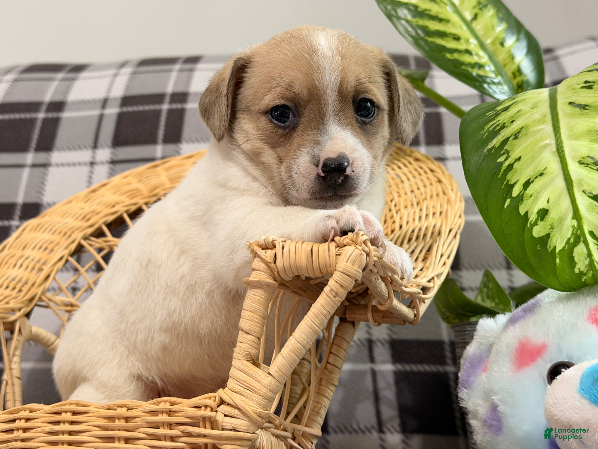 Jack Russell Terrier dogs Pansy - Ad 2