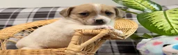 Jack Russell Terrier dogs for sale: Pansy - Ad 2