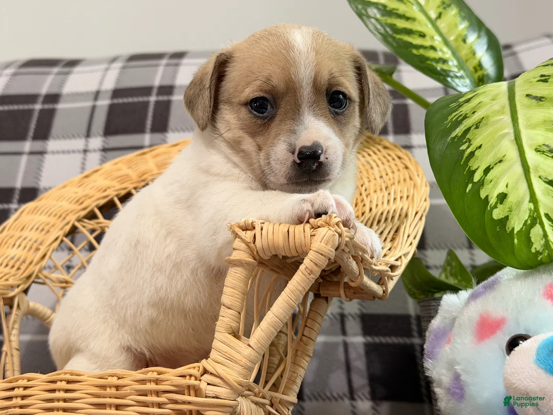 Jack Russell Terrier dogs for sale: Pansy - Ad 2
