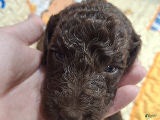 Labradoodle dogs Guava - Ad 9