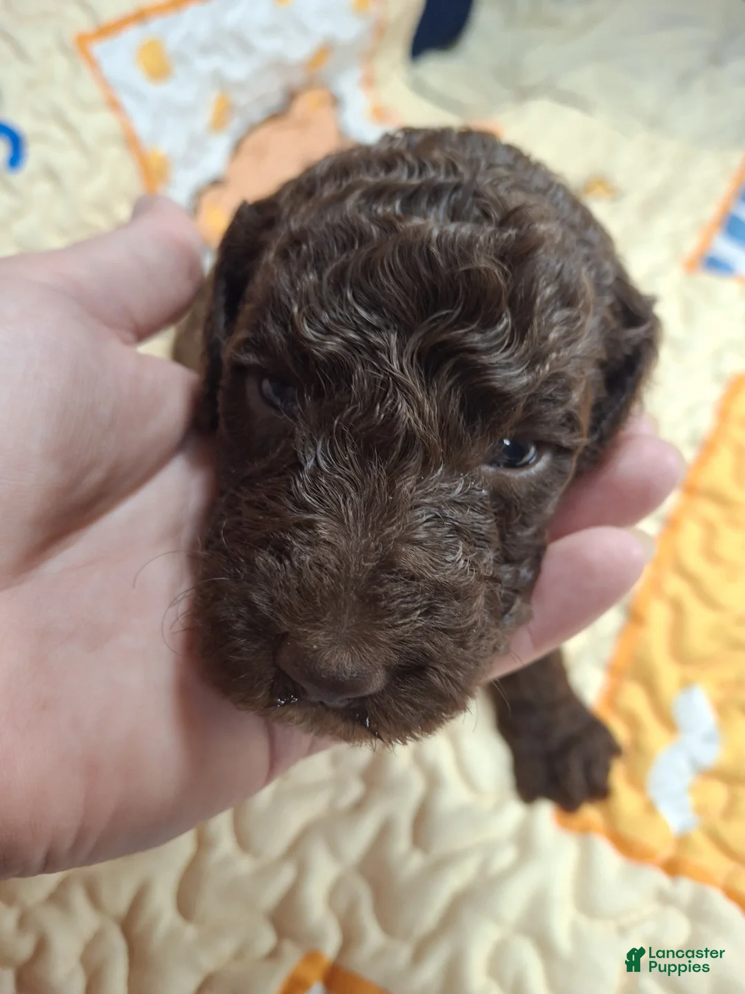 Labradoodle dogs for sale: Guava - Ad 1