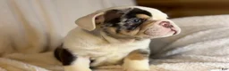 English Bulldog dogs for sale: Versace - Ad 127