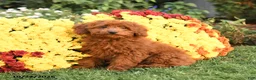 Miniature Poodle dogs for sale: Chase - Ad 3