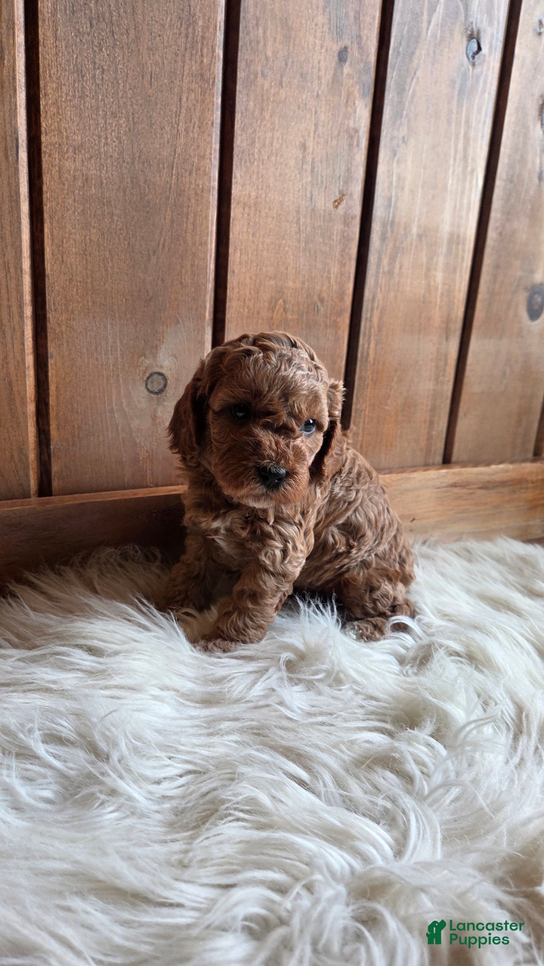 Cavapoo dogs for sale: River - Ad 1