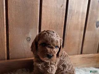 Cavapoo dogs River - Ad 42