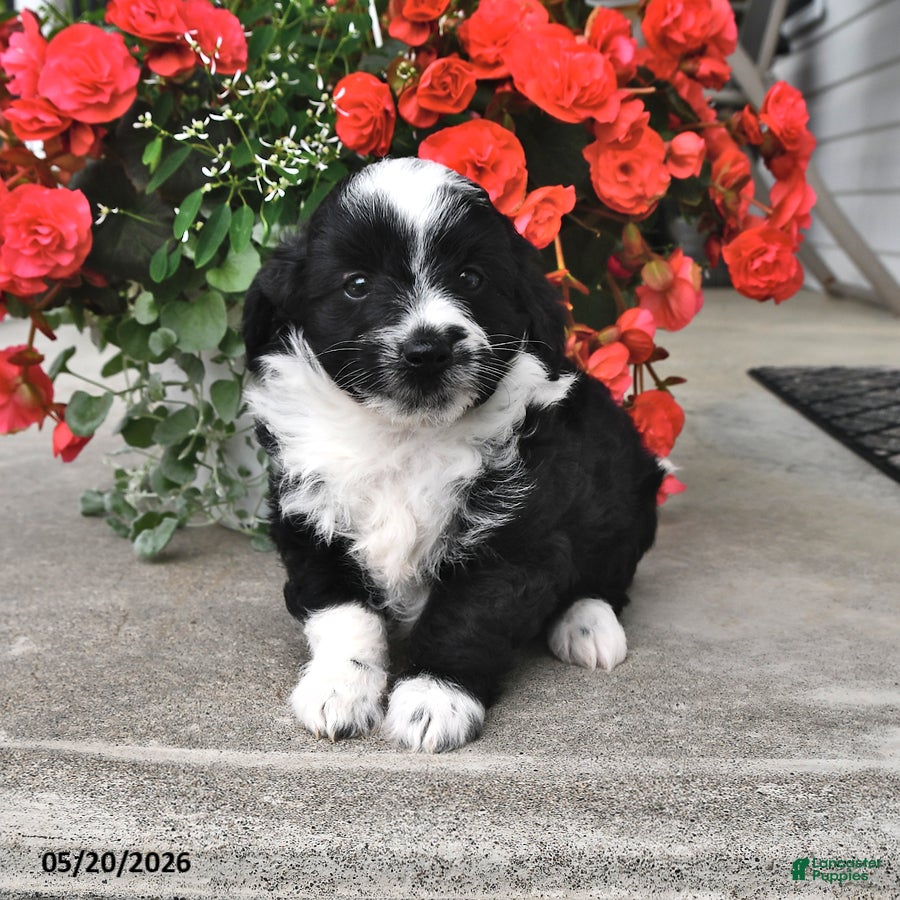 Mini Aussiedoodle dogs Tommy - Ad 2