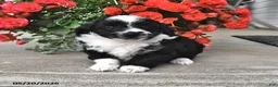 Mini Aussiedoodle dogs for sale: Tommy - Ad 2