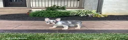 French Bulldog dogs for sale: Violet - Ad 4