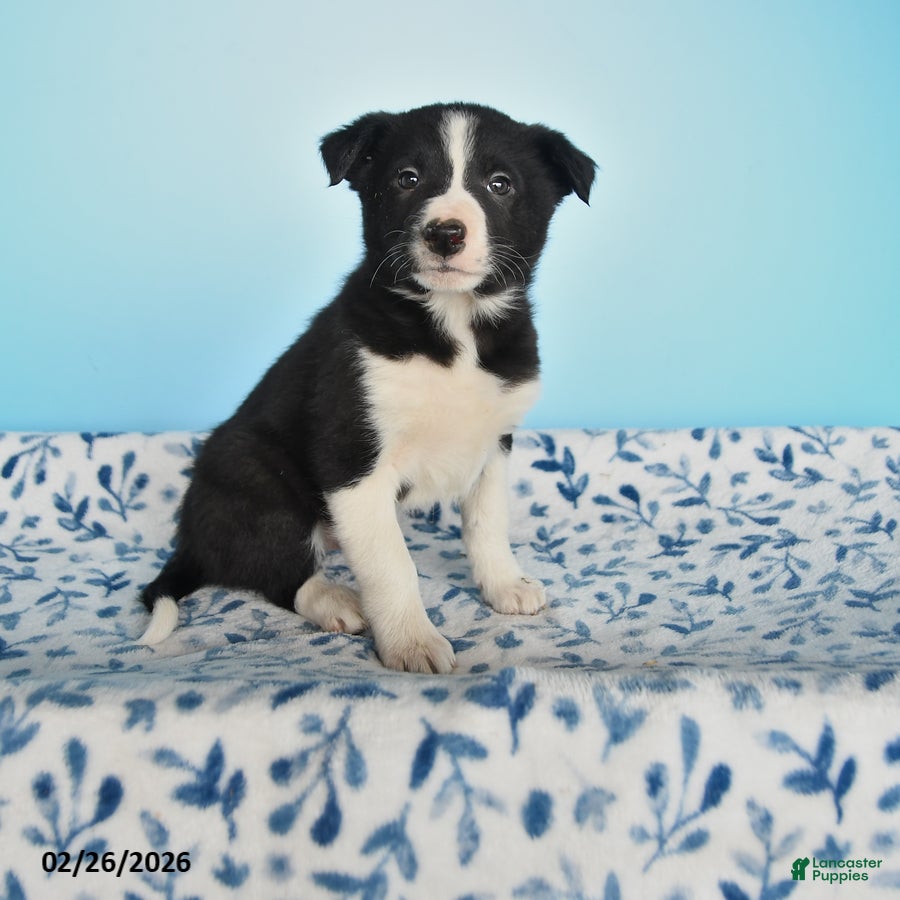 Border Collie dogs Dash - Ad 1