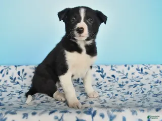 Border Collie dogs for sale: Dash - Ad 4