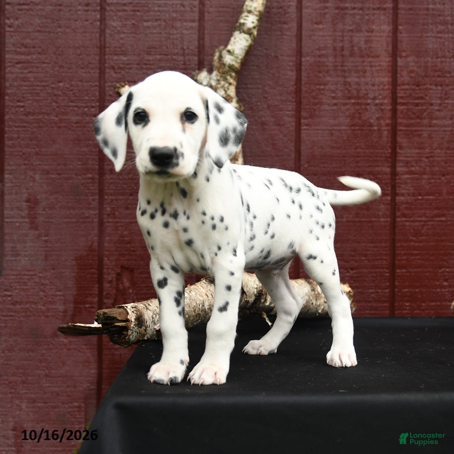 Dalmatian dogs Jet - Ad 2