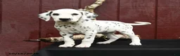 Dalmatian dogs for sale: Jet - Ad 2