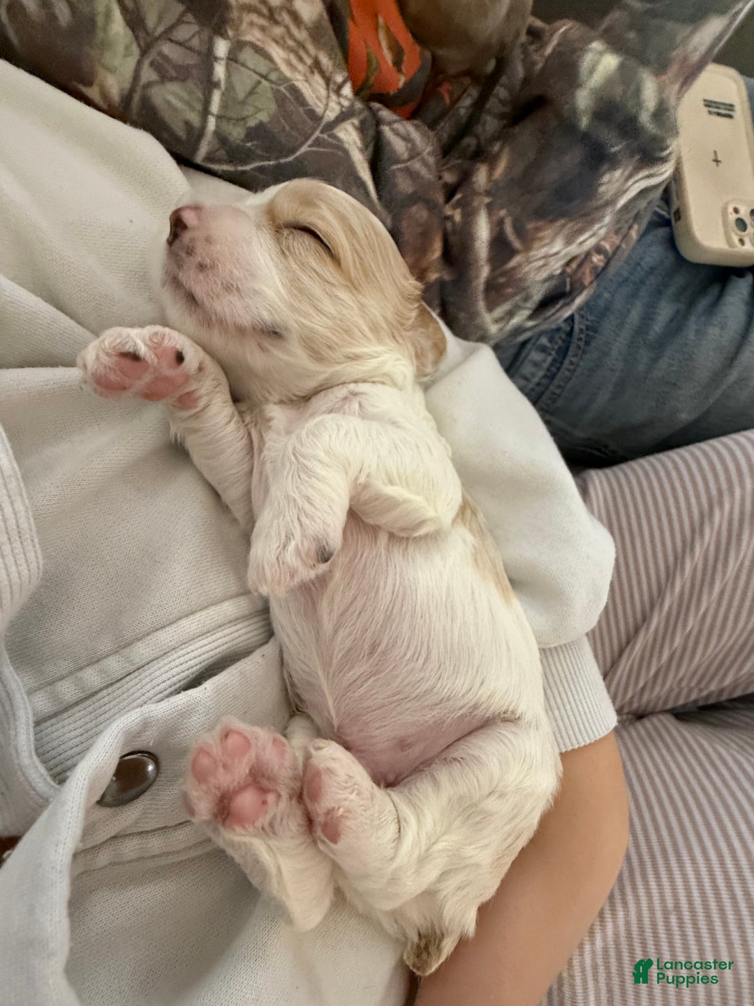 Cocker Spaniel dogs for sale: Louie - Ad 6