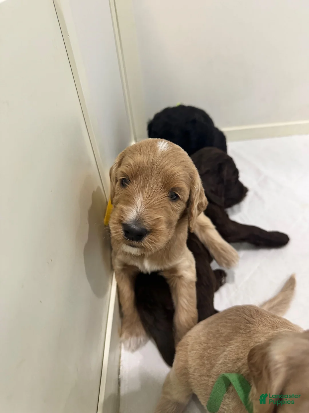 Goldendoodle dogs for sale: Goldendoodle 4 - Ad 1