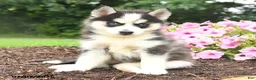 Pomsky dogs for sale: Erika - Ad 5