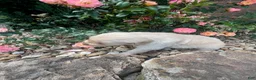 Golden Retriever dogs for sale: Emily - Ad 2