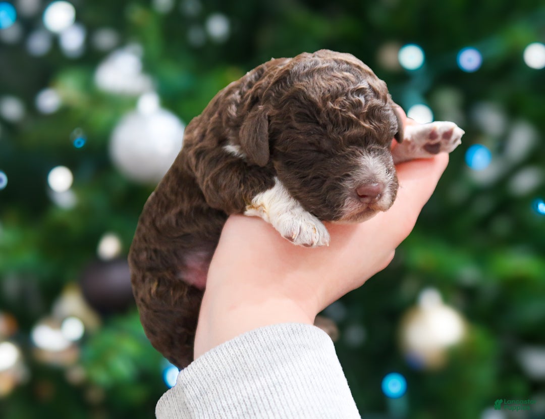 Lagotto Romagnolo dogs for sale: male 2 - Ad 3
