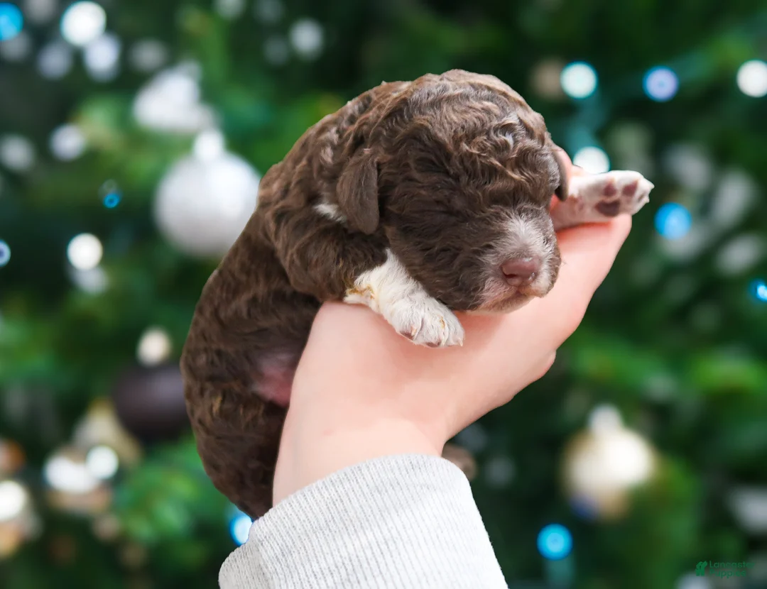 Lagotto Romagnolo dogs for sale: male 2 - Ad 3