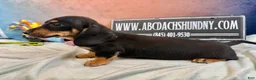 Miniature Dachshund dogs for sale: AKC import smooth - Ad 7