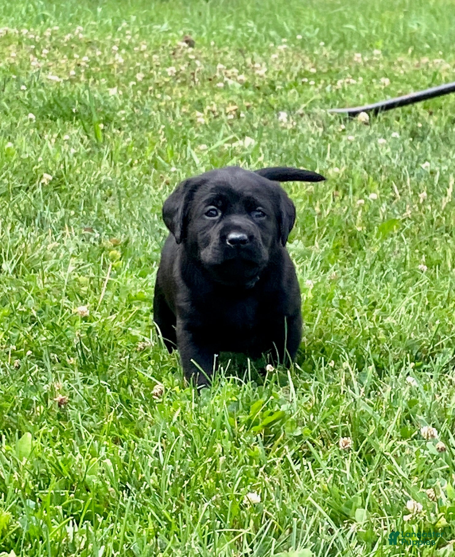 Labrador Retriever dogs for sale: Patriot  - Ad 3