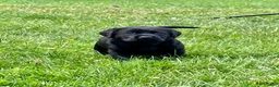 Labrador Retriever dogs for sale: Patriot  - Ad 1