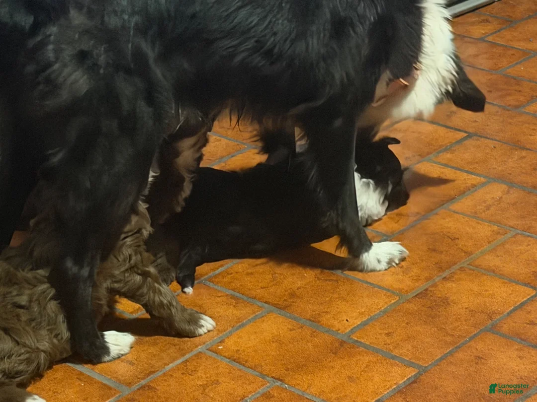 Mini Aussiedoodle dogs for sale: Gordie - Ad 8