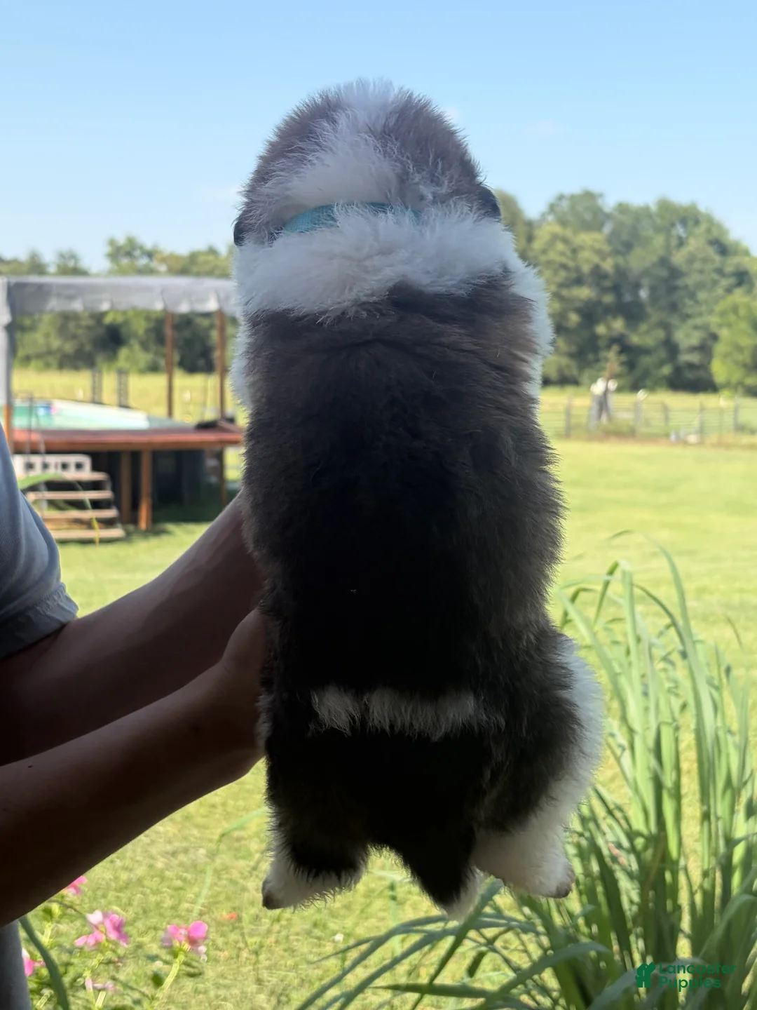 Saint Bernard dogs for sale: Akc Baby Blue - Ad 2