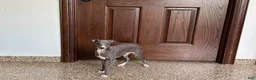 Italian Greyhound dogs for sale: Dannie - Ad 5