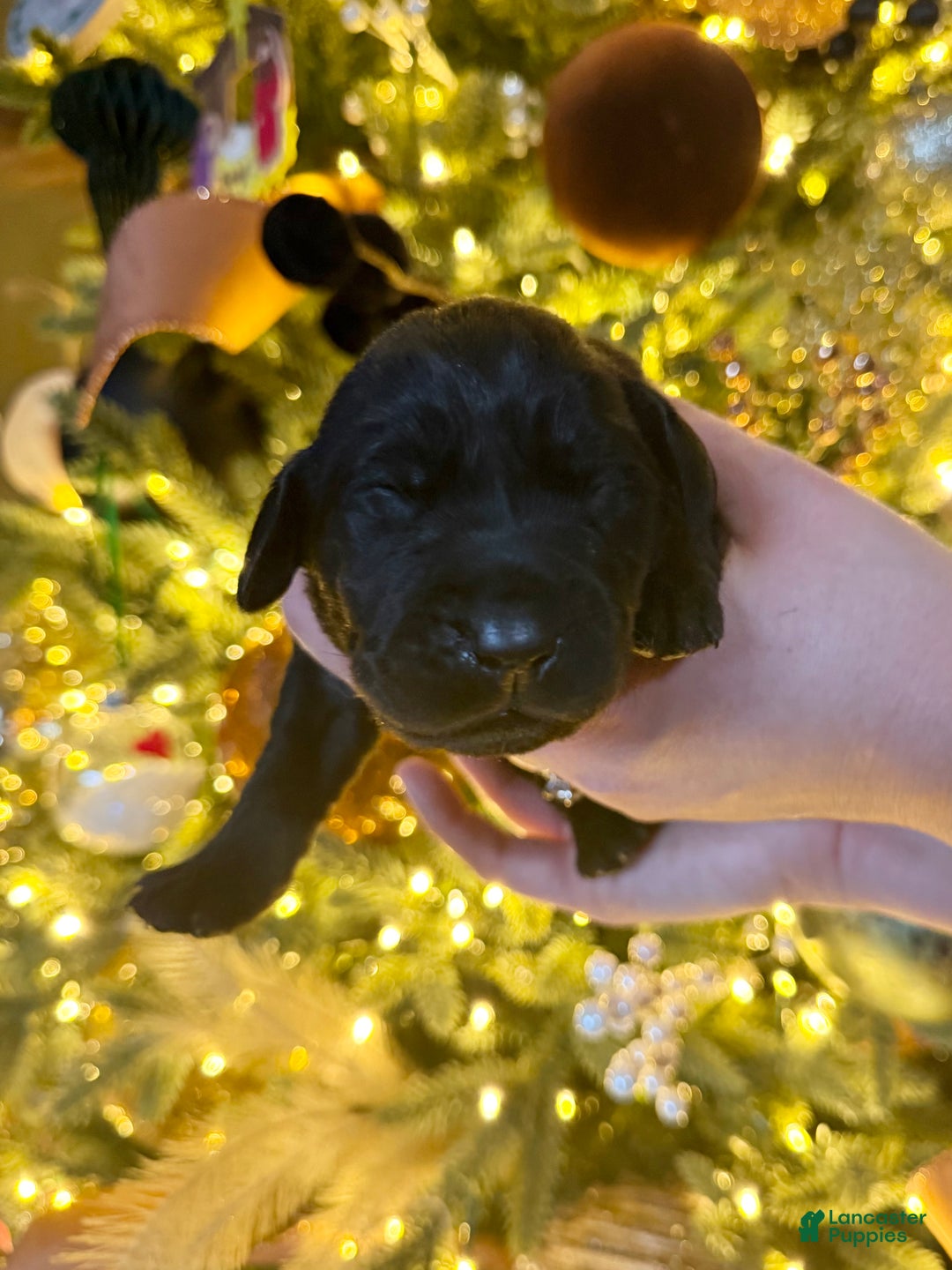 Labrador Retriever dogs for sale: Labrador Retriever Puppy 4 - Ad 1