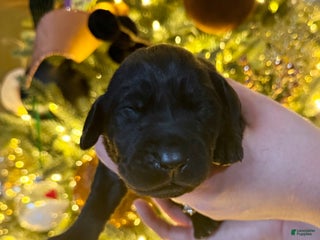 Labrador Retriever dogs Labrador Retriever Puppy 4 - Ad 5