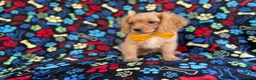 Cavapoo dogs for sale: Ruger - Ad 3