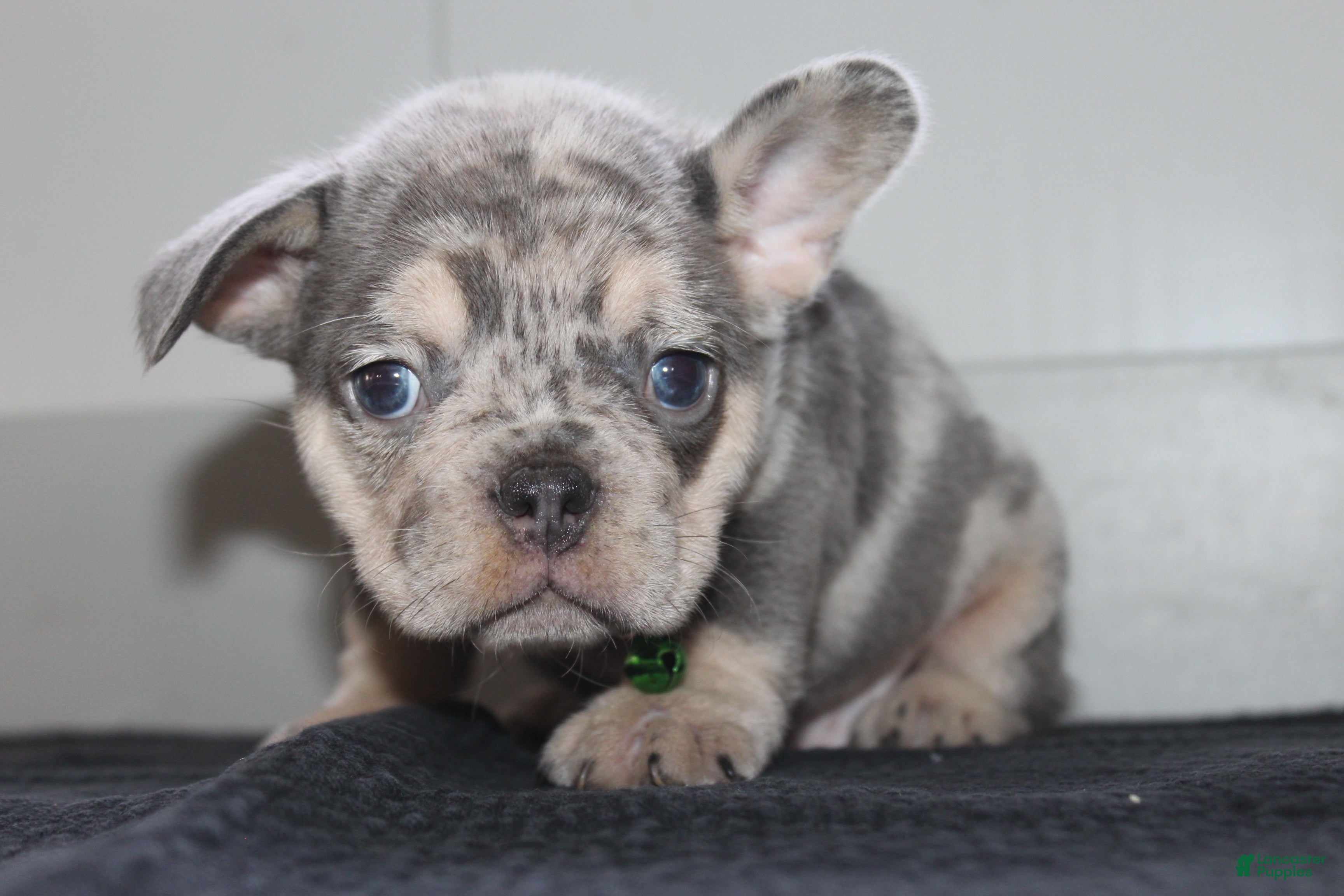 French Bulldog dogs for sale: AKC Max - Ad 1