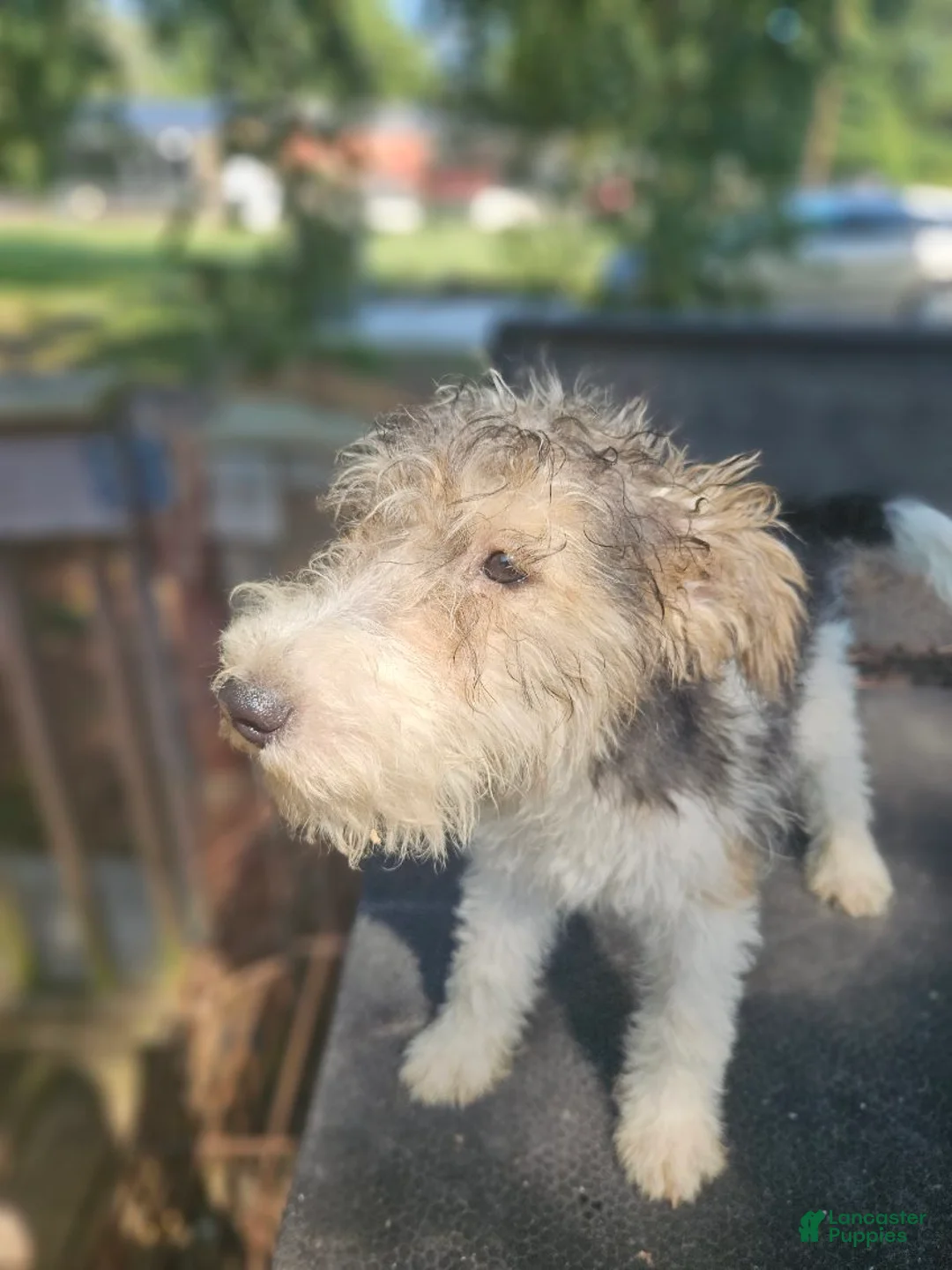 Wire Fox Terrier dogs for sale: Wire Fox Terrier Female - Ad 1