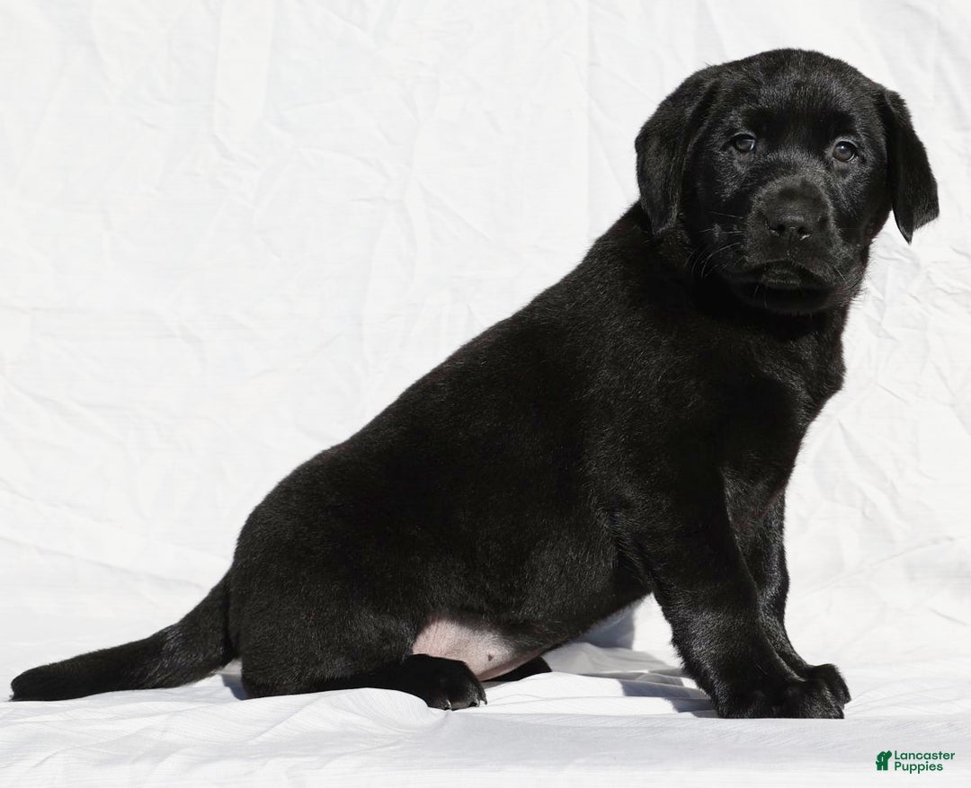 Labrador Retriever dogs for sale: Jingles - Ad 2