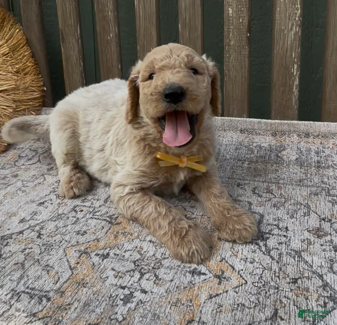 Goldendoodle dogs for sale: Spartan - Ad 2