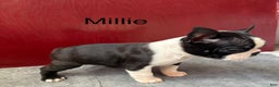 Boston Terrier dogs for sale: Boston Terrier Puppy 3 - Ad 2