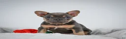 French Bulldog dogs for sale: Nova - Ad 5