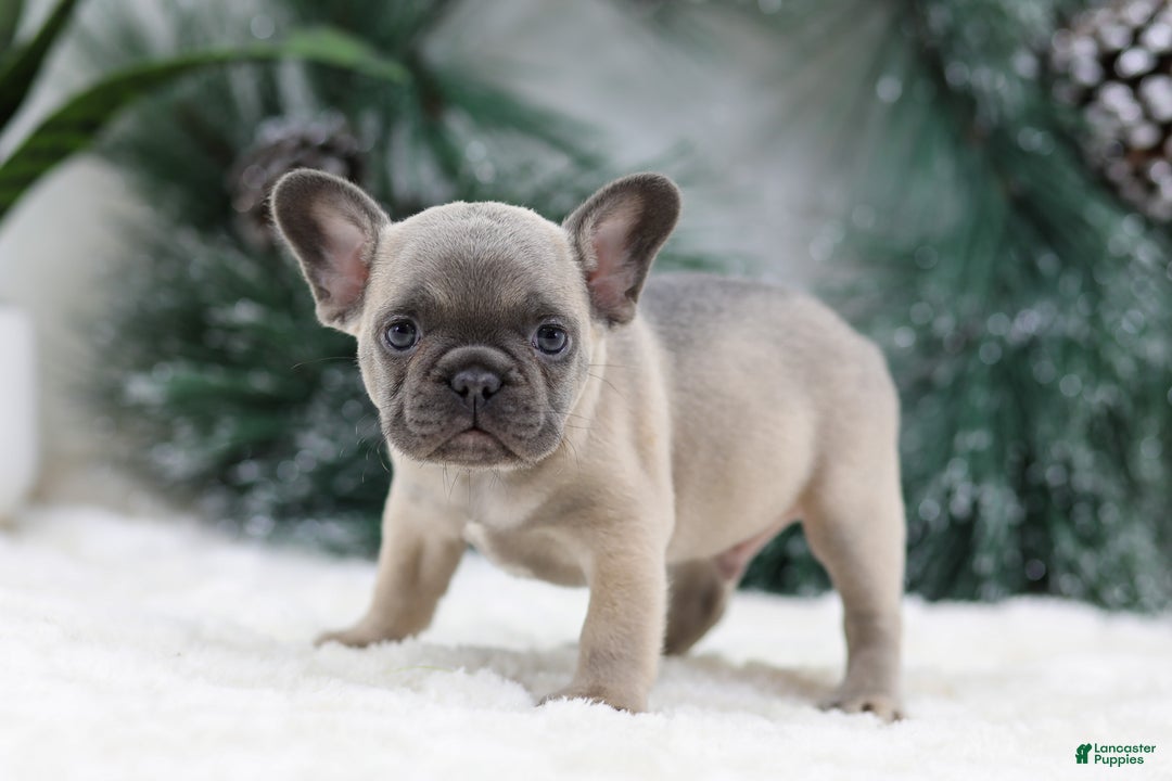 French Bulldog dogs for sale: Halden - Ad 2