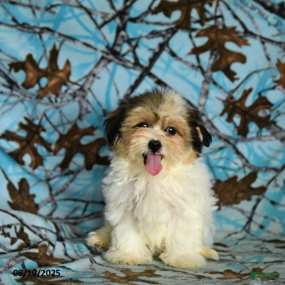 Shorkie dogs for sale: Karl - Ad 14