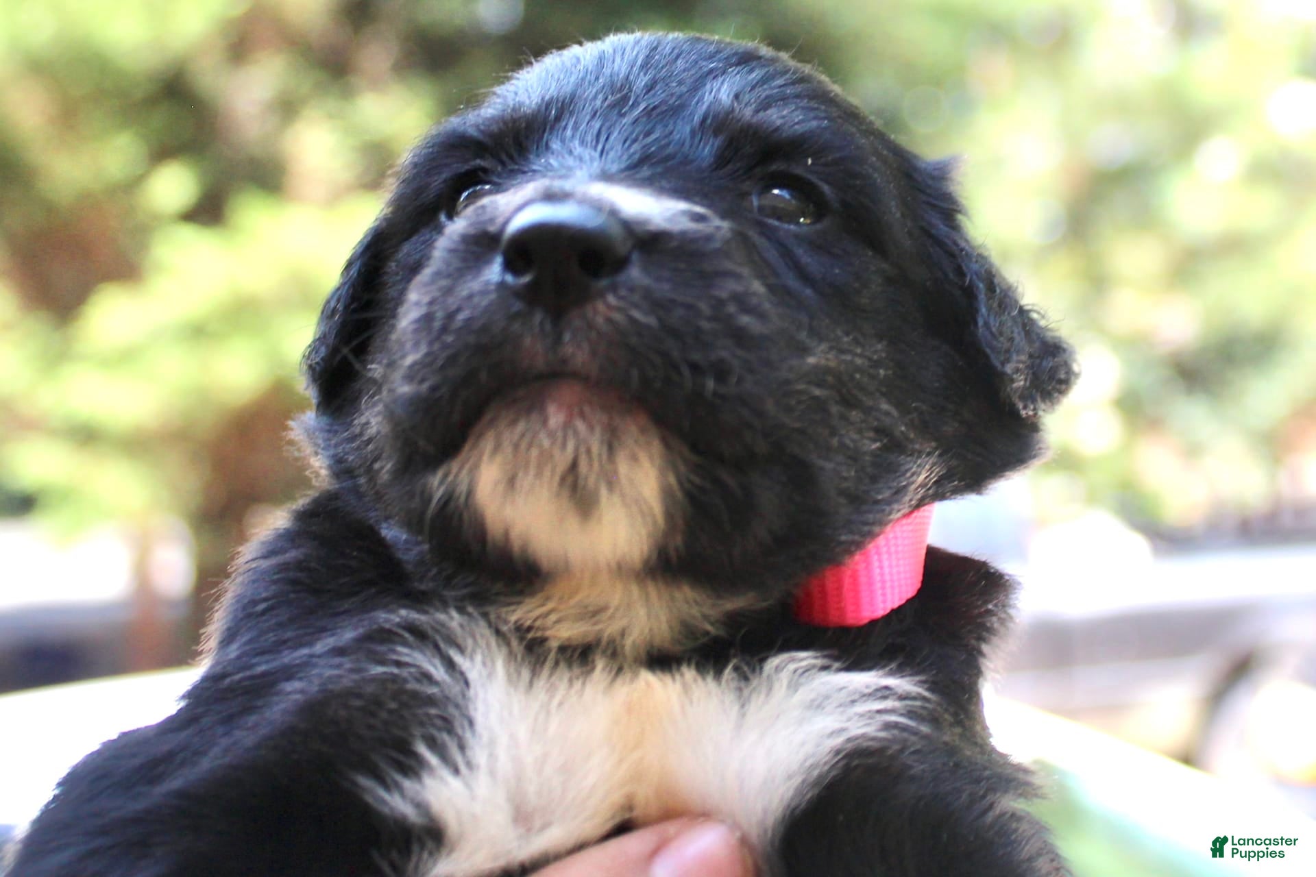 Puppies For Goberian Adoption Retriever Mix Goberian Breeders Near